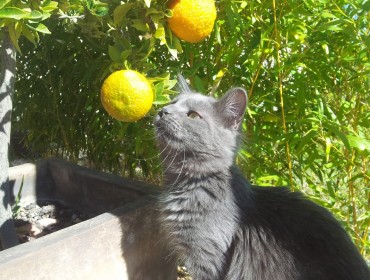 Chat perdu à Batz-sur-Mer 44740 : Minoush, Russe