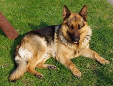 Chien perdu : Jono, Berger allemand à Montpellier 34000