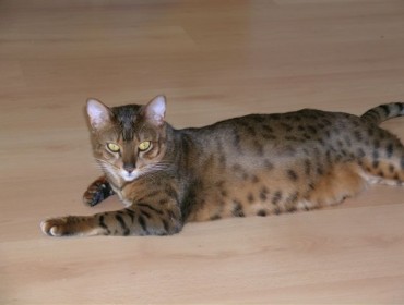 Chat perdu : Ivan, Bengal à La rochelle 17300