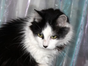 Chat perdu : Bonnie, Européen à Paris 75008