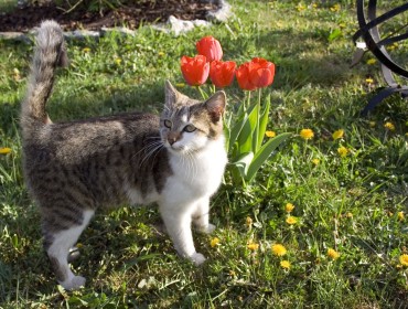 Chat perdu à Aix-en-Provence : Sisiphe, Européen