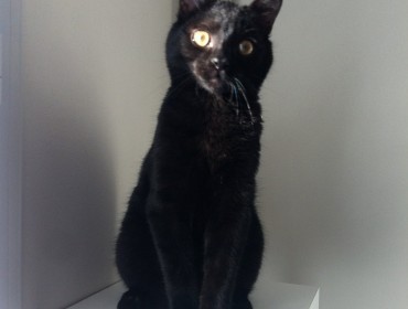 Chat perdu à Montreuil 93100 : walter, Européen