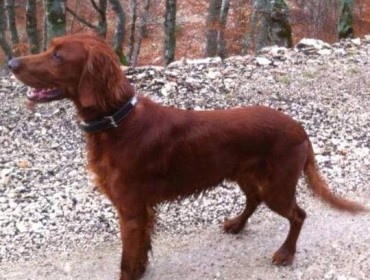 Chien perdu à Saint-Martin-de-Crau : MARQUIS, Setter Irlandais