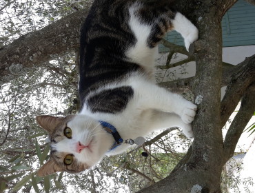 Chat perdu à Marseille 13013 : Fidji, Européen