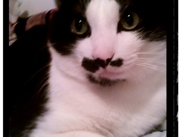 Chat perdu à Achères 78260 : Cratchoune, Chat de gouttière