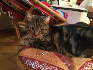 Chat perdu à Achères 78260 : MIOU, Européen