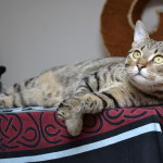 Chat perdu à Marseille 13006 : Pinkman, Autre