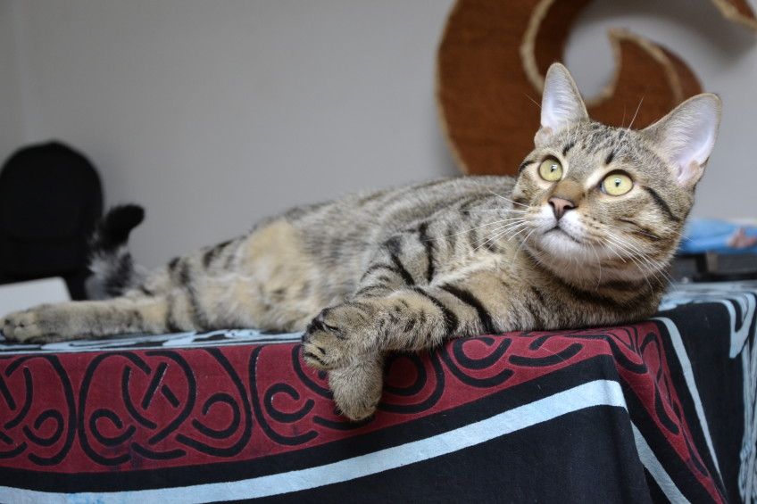 Chat perdu à Marseille 13006 : Pinkman, Autre