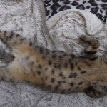 Chat perdu à Marseille 13006 : Pinkman, Autre