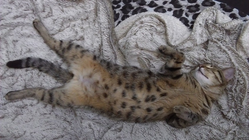 Chat perdu à Marseille 13006 : Pinkman, Autre