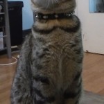 Chat perdu à Marseille 13006 : Pinkman, Autre