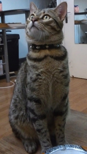 Chat perdu à Marseille 13006 : Pinkman, Autre