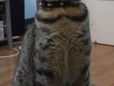 Chat perdu à Marseille 13006 : Pinkman, Autre