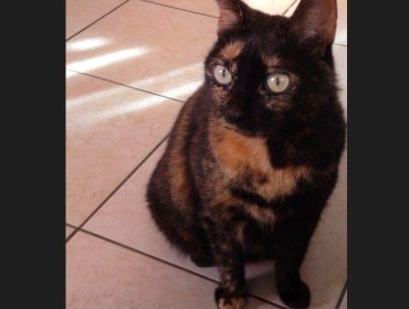 Chat trouvé à Amiens 80000,