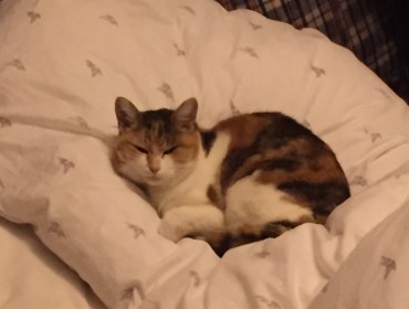 Chat perdu à Amiens 80080 : LUTH, Européen