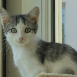 Chat perdu à Paris 75020 : Maïra, Européen