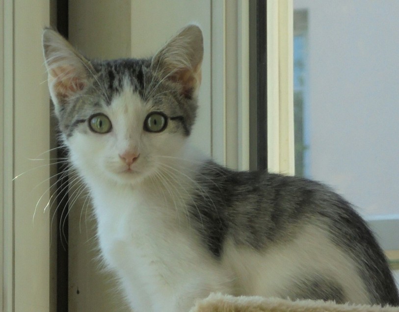 Chat perdu à Paris 75020 : Maïra, Européen