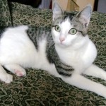 Chat perdu à Paris 75020 : Maïra, Européen