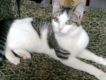 Chat perdu à Paris 75020 : Maïra, Européen