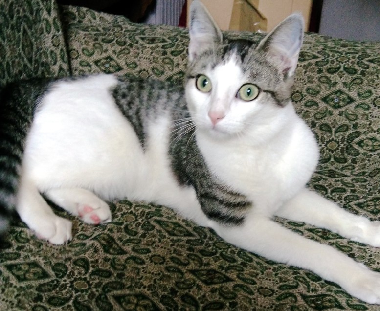 Chat perdu à Paris 75020 : Maïra, Européen