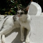 Chat perdu à Paris 75020 : Maïra, Européen