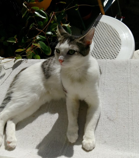 Chat perdu à Paris 75020 : Maïra, Européen