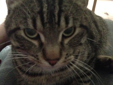 Chat perdu à Montreuil 93100 : TIGROU, Chat de gouttière