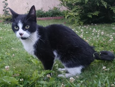 Chat trouvé à Drancy 93700, Chat de gouttière