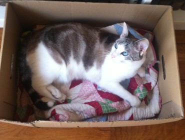 Chat perdu à Montreuil 93100 : Jo, Européen