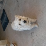 Chien perdu à aix-en-provence 13090 : Léonard , Aucune race particulière