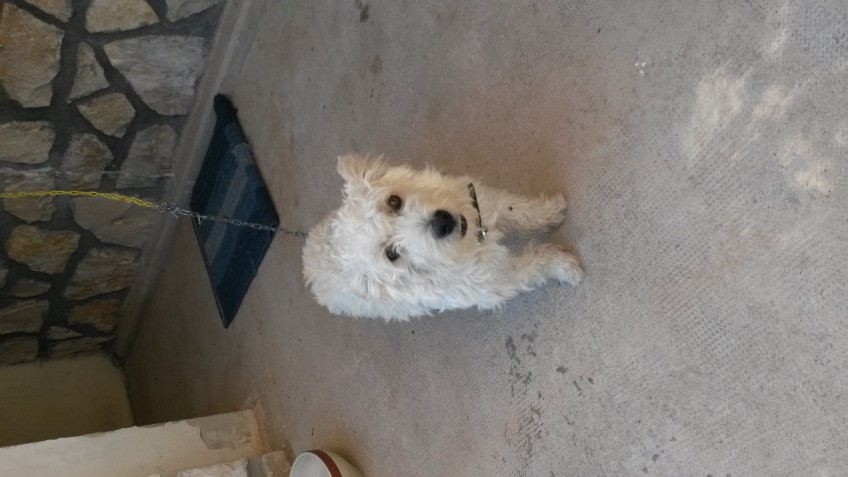 Chien perdu à aix-en-provence 13090 : Léonard , Aucune race particulière