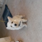 Chien perdu à aix-en-provence 13090 : Léonard , Aucune race particulière