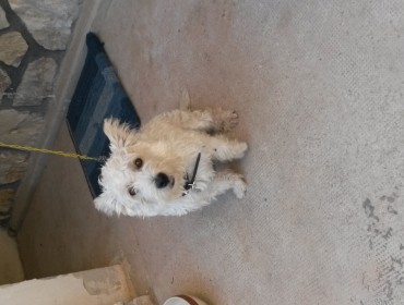 Chien perdu à aix-en-provence 13090 : Léonard , Aucune race...