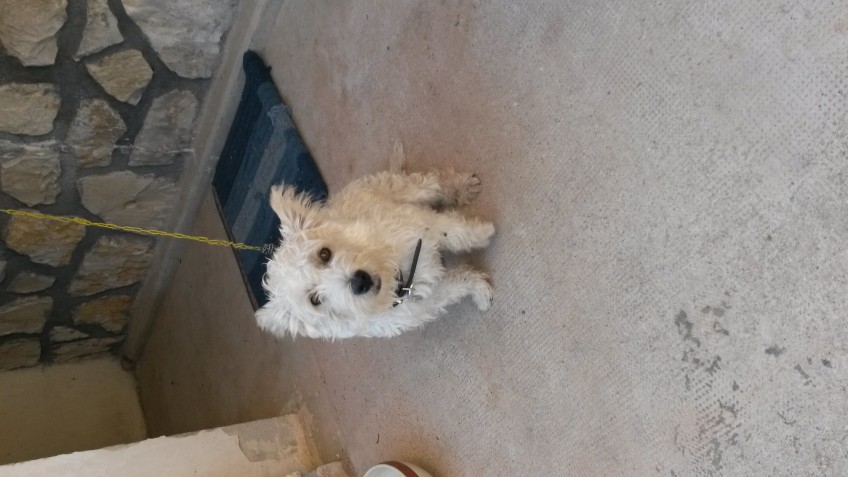 Chien perdu à aix-en-provence 13090 : Léonard , Aucune race particulière