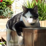 Chat perdu à Martigues  : Cookie, Européen