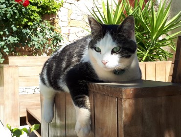 Chat perdu à Martigues : Cookie, Européen