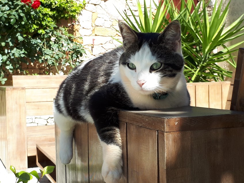 Chat perdu à Martigues  : Cookie, Européen
