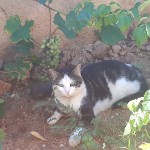 Chat perdu à Martigues  : Cookie, Européen