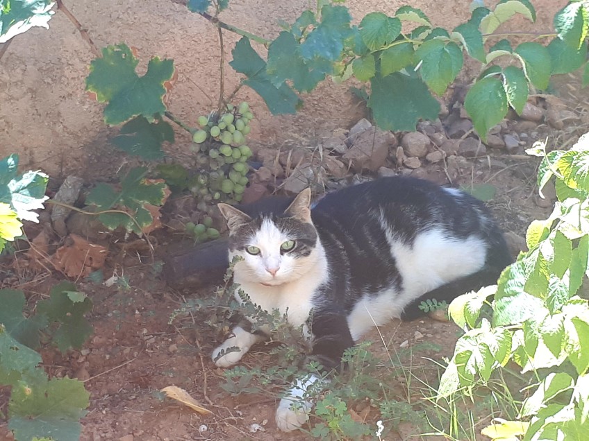 Chat perdu à Martigues  : Cookie, Européen