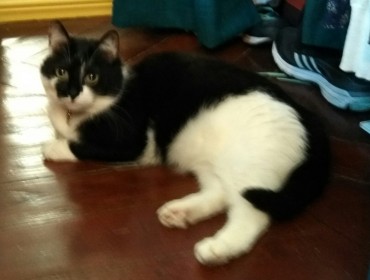 Chat perdu à Montreuil 93100 : Wendy, Européen