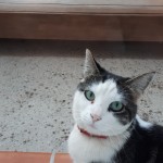 Chat perdu à Martigues  : Cookie, Européen