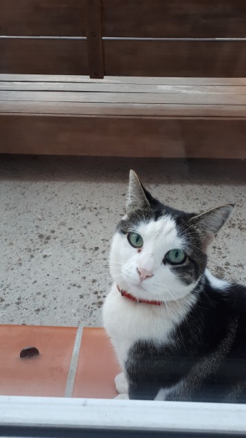 Chat perdu à Martigues  : Cookie, Européen