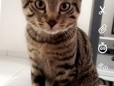 Chat perdu à Amiens 80000 : Filou, Chat de gouttière