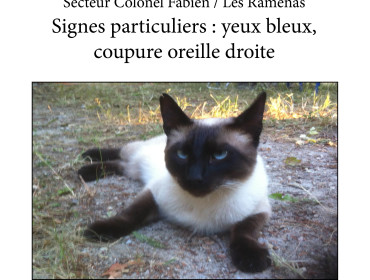 Chat perdu à Montreuil 93100 : Milky, Siamois