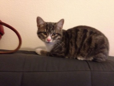 Chat perdu à Fontenay-sous-Bois : ITT, Européen