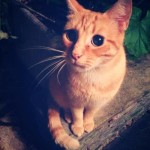 Chat perdu à Bagnolet 93170 : Chipie, Européen