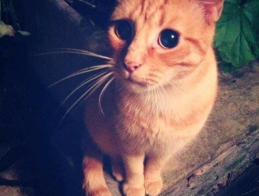 Chat perdu à Bagnolet 93170 : Chipie, Européen