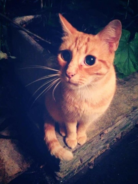 Chat perdu à Bagnolet 93170 : Chipie, Européen