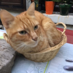 Chat perdu à Bagnolet 93170 : Chipie, Européen