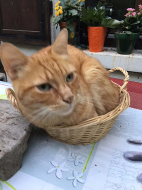 Chat perdu à Bagnolet 93170 : Chipie, Européen